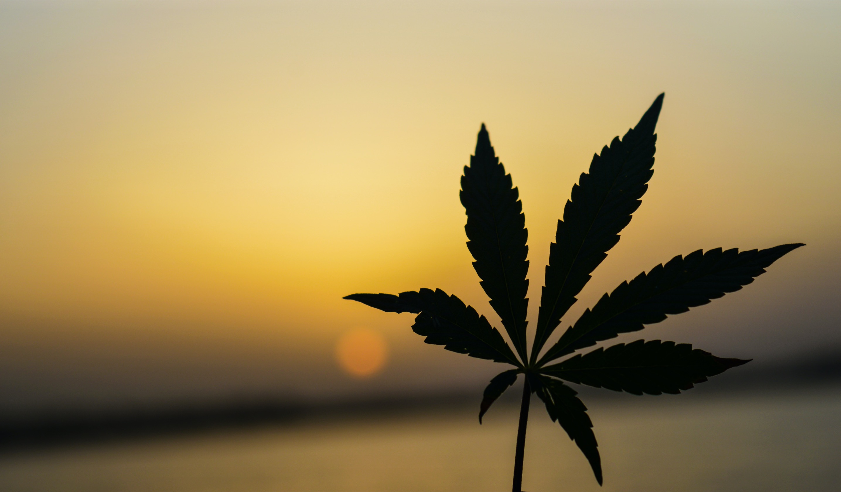 cbd (unsplash)